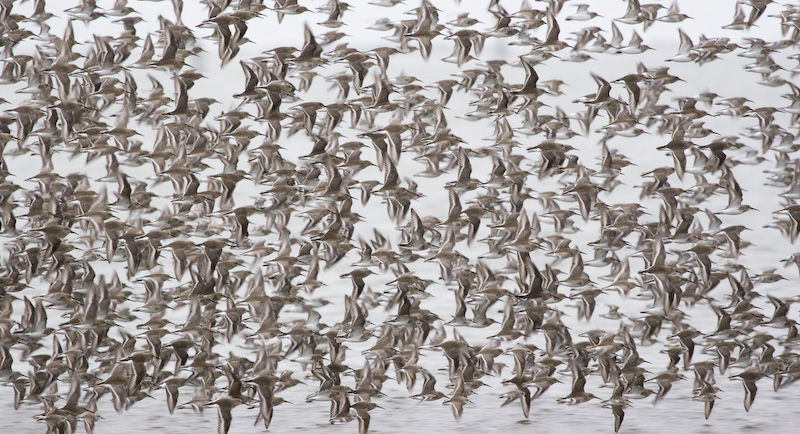 Dunlin Flock In Flight